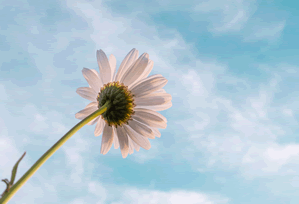 灵异目击：不见星空成为焦点 · 档案455